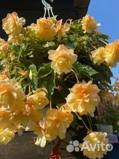 Бегония Шардоне