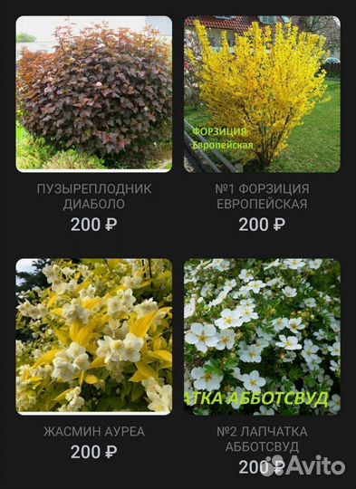 Кустарники