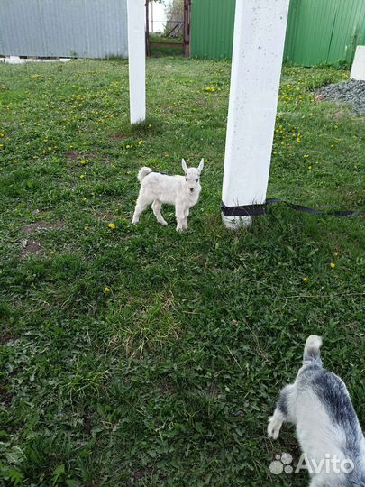 Козлета мальчики