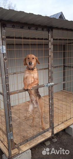 Клетка вольер для собак