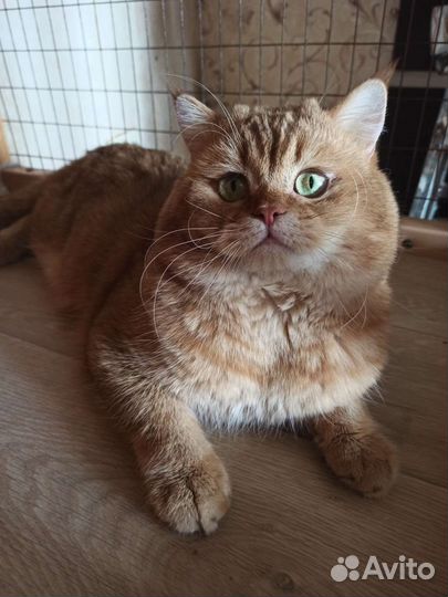 Котик в добрые руки