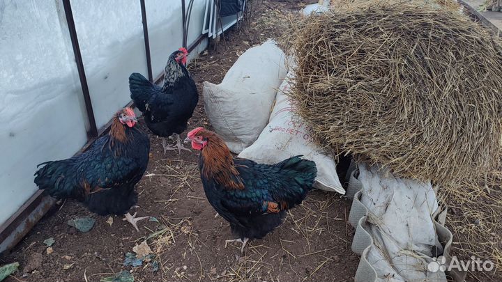 Петухи молодые Виандот