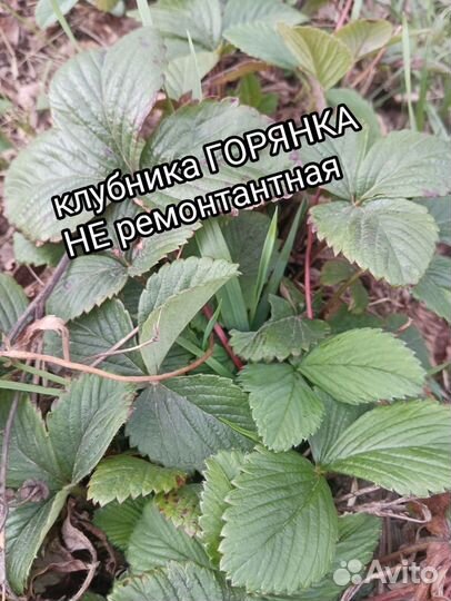 Саженцы разные