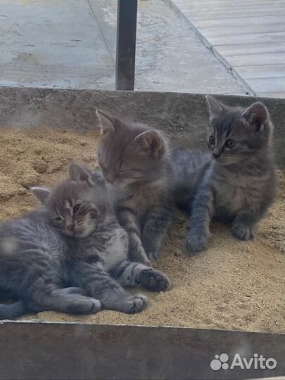 Котята