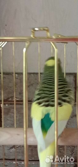 Попугай волнистый