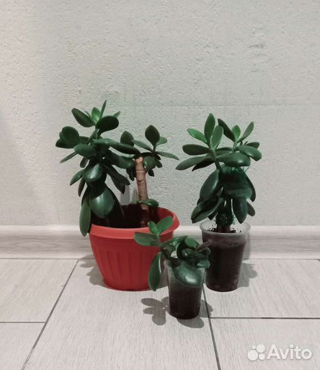 Денежное дерево