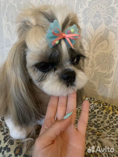 Стрижка кошек и собак