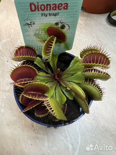 Венерина мухоловка Дионея