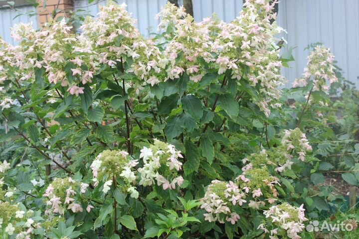 Гортензия левана