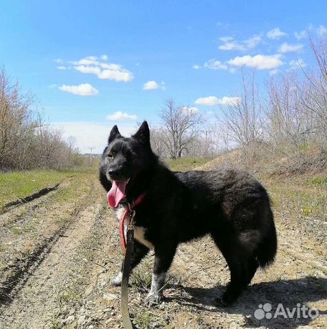 Собака Лика