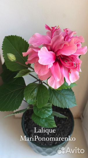 Гибискус Lalique