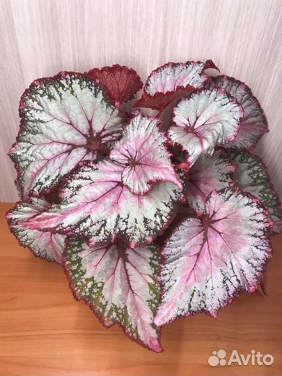 Бегония декоротивно-лиственная