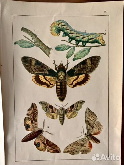 Гравюры Бабочки