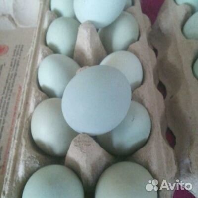 Сильверуддс Блю (Чистокровная Шведская несушка)