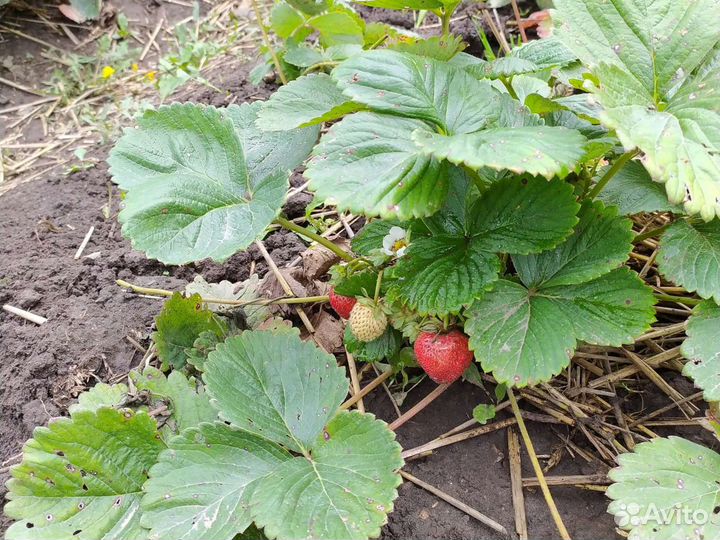 Рассада клубники. Малина ремонтантная