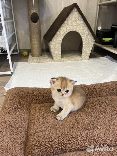 Шотландские вислоухие котята