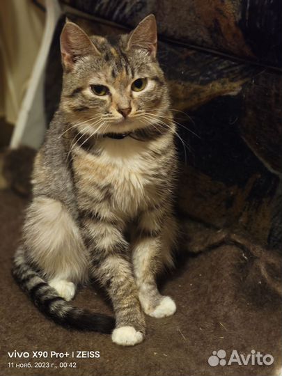 Кошечка Мася