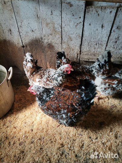 Помет куринный