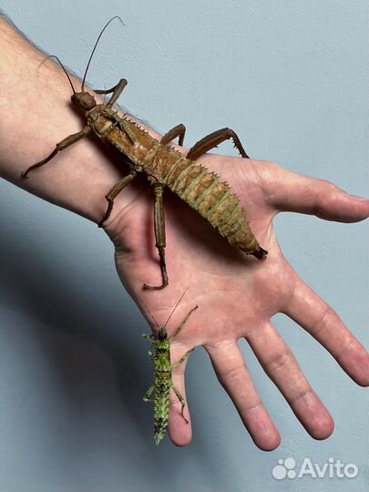 Новогвинейский палочник