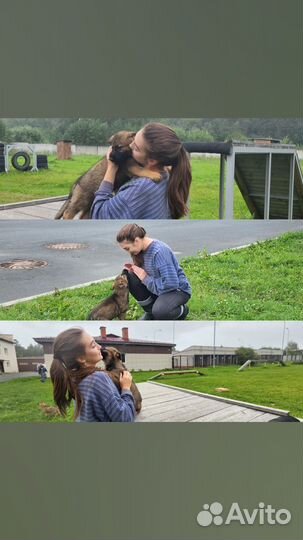 Услуги кинолога