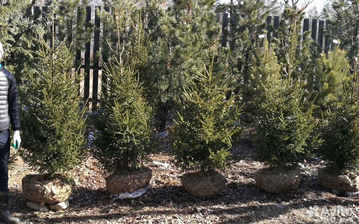 Саженцы сибирской ели экстра класс
