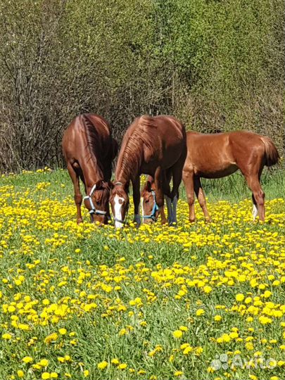Конные прогулки