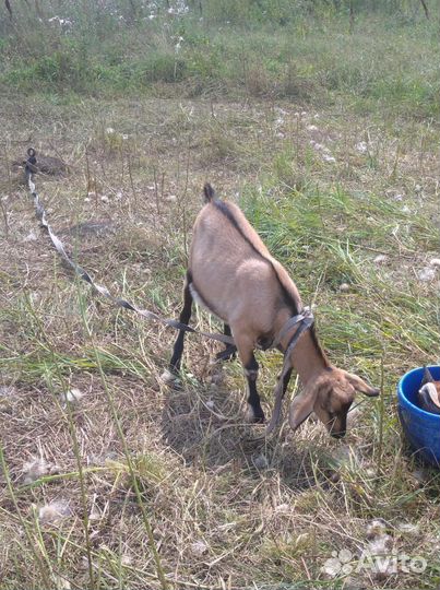 Ягненок,и нубийские козлята на племя