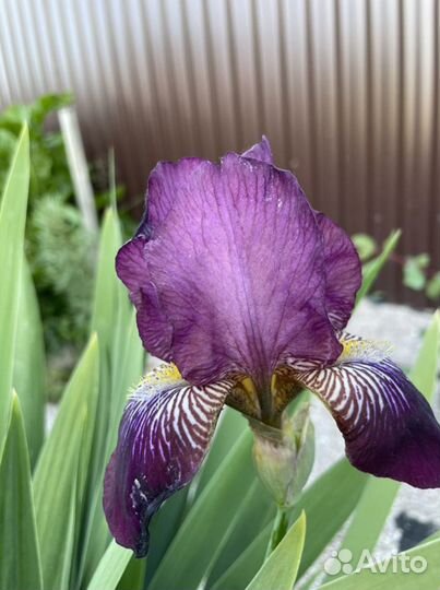 Ирисы бородатые