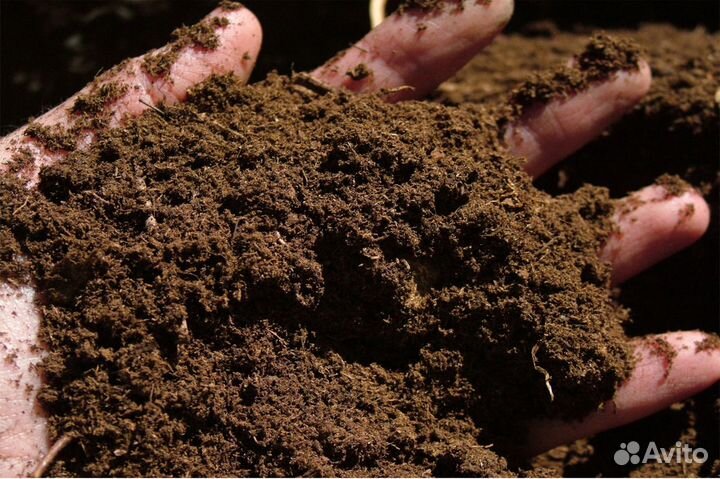 Навоз коровий