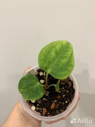 Антуриум гибрид