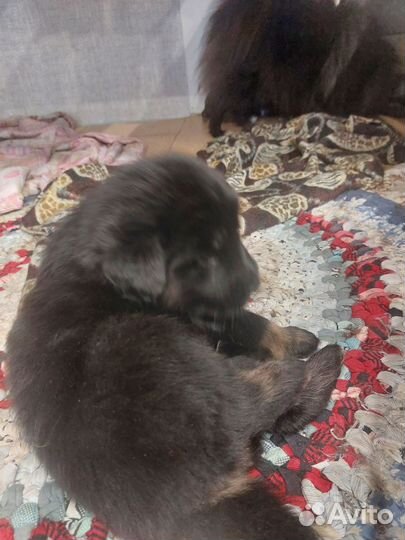 Тибетский мастиф щенки