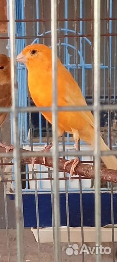 Кенара и канарейки