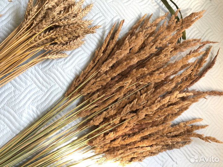 Сухоцветы для творчества пампасная трава камыши