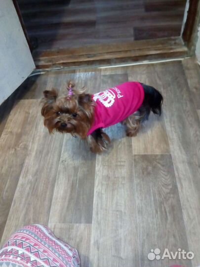 Одежда для маленьких собак xs