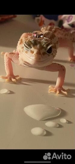 Пара Эублефаров с террариумом