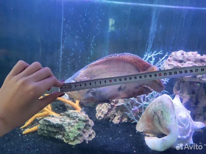 Рыба Глазчатый астронотус