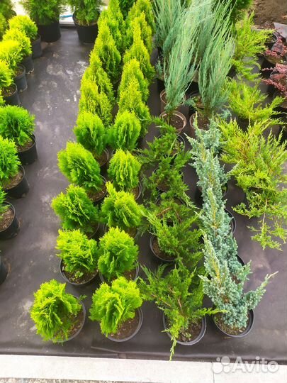 Туя смарагд