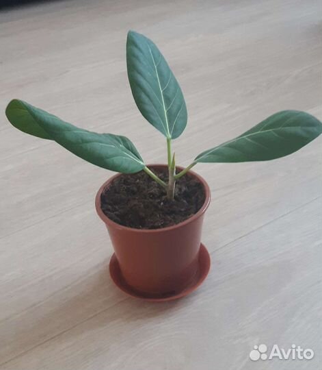 Фикус Бенгальский Андре