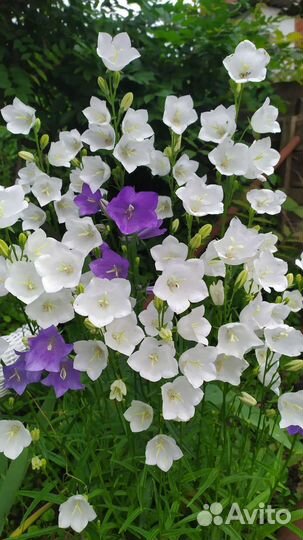 Колокольчик.Фалярис.Анемоны