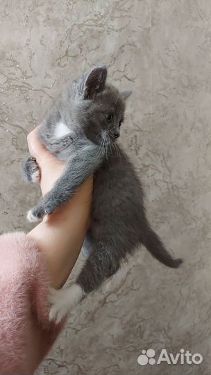 Два котёнка мальчики отдам