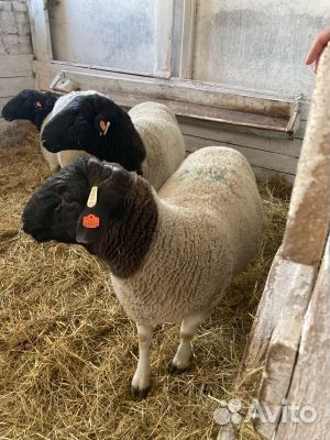 Продаём баранов-производителей породы 