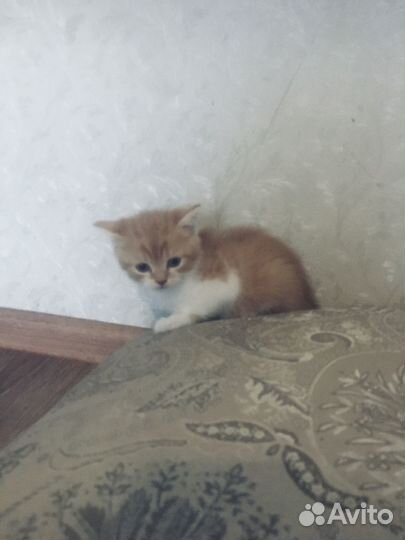 Продам шотландских котят