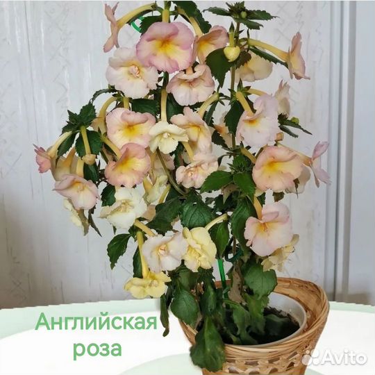 Ризомы ахименесов