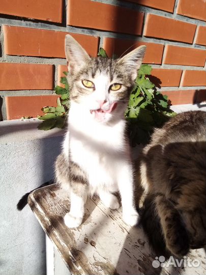 Отдам котят5месяцев