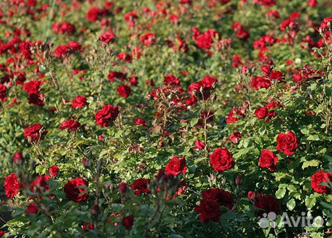 Саженцы роз большой выбор