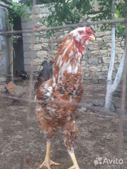 Орловские и бойцовые