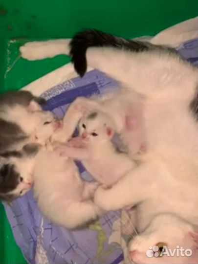 Белые котята