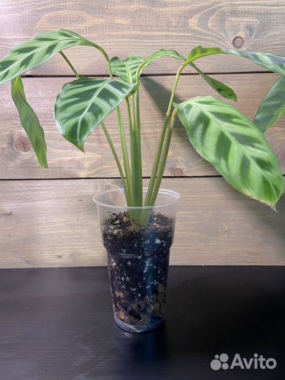 Калатея Зебрина