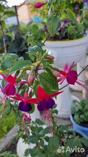 Укорененные черенки фуксии