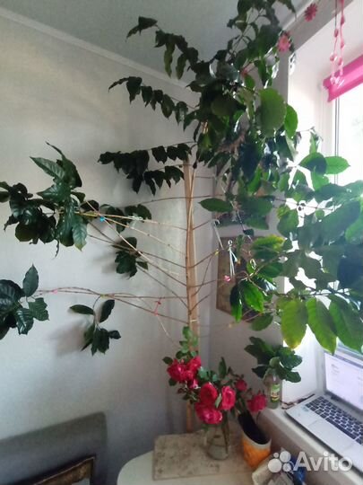 Аравийское кофейное дерево